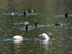 Phoenicopterus chilensis