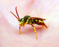 Nomada imbricata