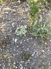 Psilocarphus tenellus