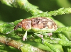 Coniatus tamarisci