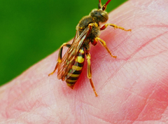 Nomada imbricata
