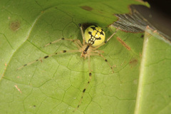 Phylloneta pictipes