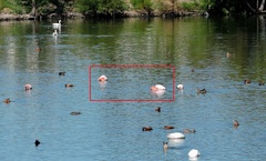 Phoenicopterus chilensis