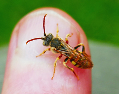 Nomada imbricata