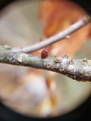 Callirhytis quercusgemmaria