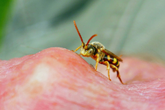 Nomada imbricata