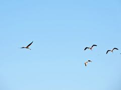 Phoenicopterus chilensis