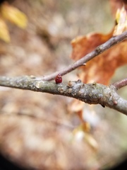 Callirhytis quercusgemmaria