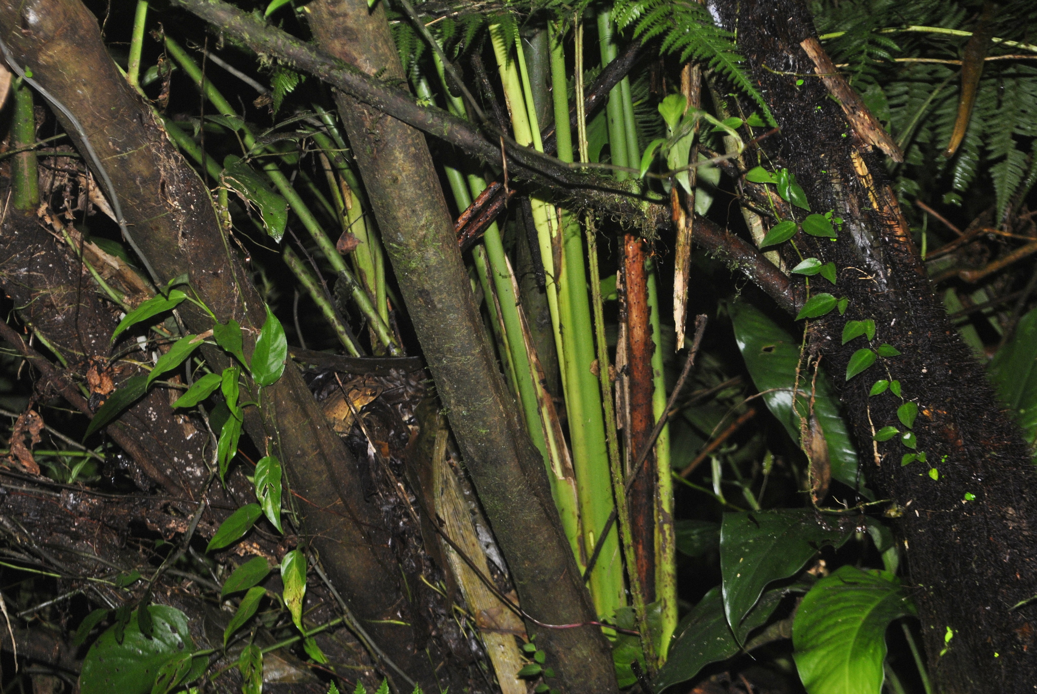 Incilius (McCranie & Wilson, 2000)