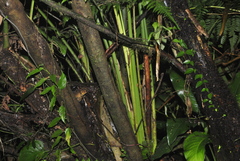 Incilius leucomyos