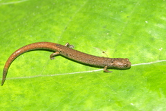 Nototriton nelsoni
