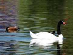 Cygnus melancoryphus