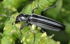 Chitona suturalis