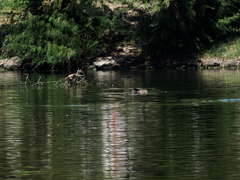 Heteronetta atricapilla