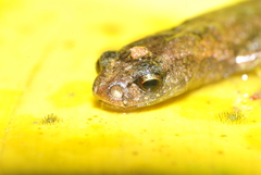 Cryptotriton nasalis