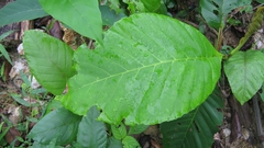 Dillenia suffruticosa