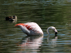 Phoenicopterus chilensis