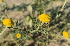 Anacyclus valentinus