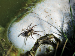 Diapontia