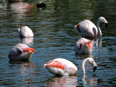 Phoenicopterus chilensis