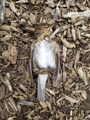 Aves
