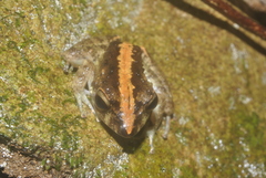 Craugastor aurilegulus