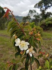 Calycolpus moritzianus