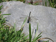 Phanogomphus oklahomensis