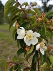 Calycolpus moritzianus