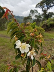 Calycolpus moritzianus