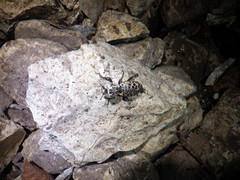 Zopherus nodulosus nodulosus