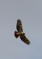 Buteo jamaicensis