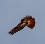 Buteo jamaicensis
