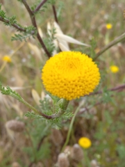 Anacyclus valentinus