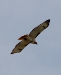 Buteo jamaicensis