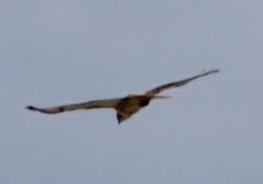 Buteo jamaicensis