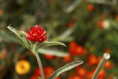 Gomphrena haageana
