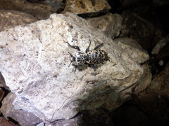 Zopherus nodulosus nodulosus