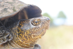 Kinosternon scorpioides