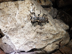 Zopherus nodulosus nodulosus