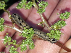 Spodoptera cosmioides