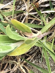 Oenothera humifusa