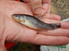Aphredoderus sayanus