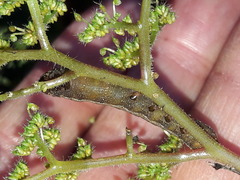 Spodoptera cosmioides
