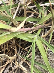 Oenothera humifusa