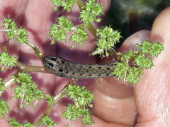 Spodoptera cosmioides