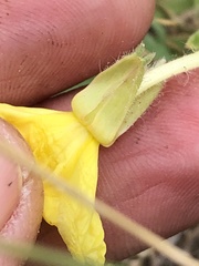 Oenothera humifusa