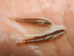 Etheostoma gracile
