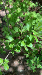 Rhamnus cathartica