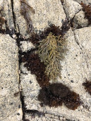 Pelvetiopsis limitata